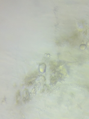 Hydropus praedecurrens