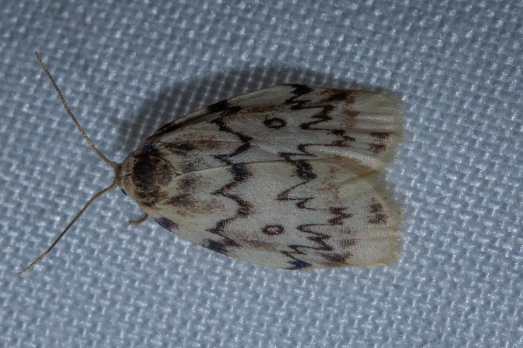 Macaduma striata
