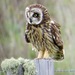 Hawaiian Short-eared Owl - Photo (c) Bill Lisowsky, some rights reserved (CC BY-NC), uploaded by Bill Lisowsky