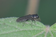 Agrilaxia