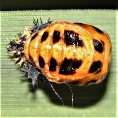Harmonia axyridis