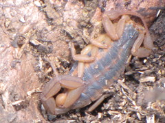 Centruroides ornatus