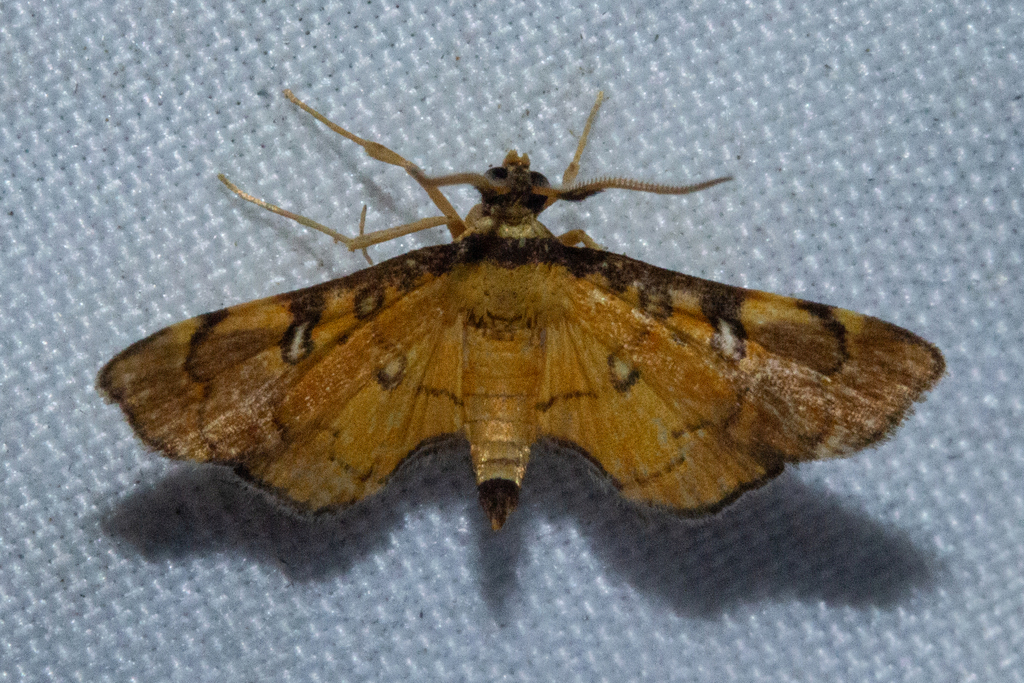 Nacoleia dactyloptila