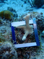 Porites porites