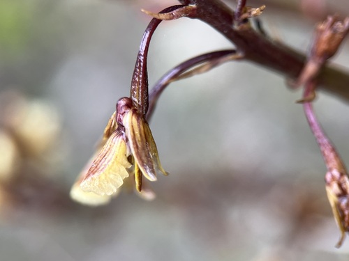 Image of Eulophia bolusii by (c) Charleen Brunke, some rights reserved (CC BY)