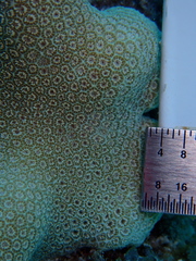 Porites porites