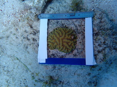 Pseudodiploria strigosa