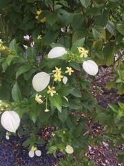 Pseudomussaenda flava