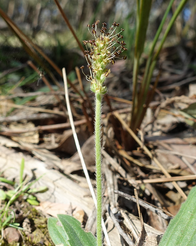 Image of Plantago varia by (c) yatesy, some rights reserved (CC BY)