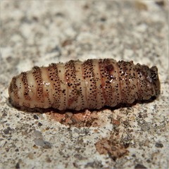 Cephenemyia