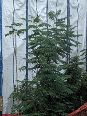 Ailanthus altissima