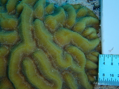 Pseudodiploria strigosa