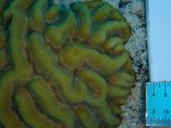 Pseudodiploria strigosa