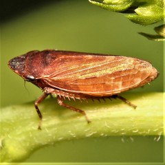 Aphrodinae
