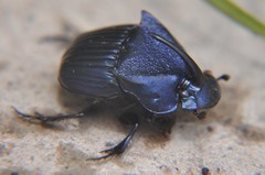 Phanaeus adonis