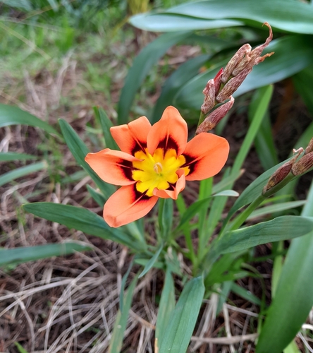 Image of Sparaxis tricolor by no rights reserved
