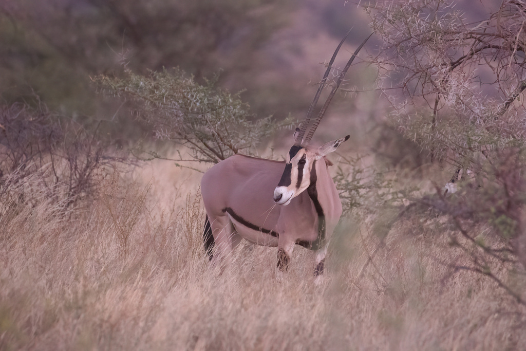 Beisa Beisa Oryx in August 2024 by Thomas Galewski · iNaturalist