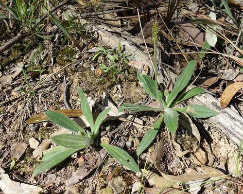 Image of Plantago varia by (c) yatesy, some rights reserved (CC BY)