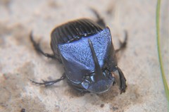 Phanaeus adonis