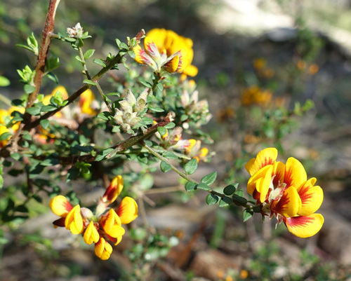 Image of Pultenaea gunnii by (c) yatesy, some rights reserved (CC BY)
