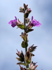 Sairocarpus nuttallianus