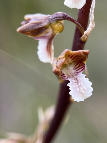 Acrolophia micrantha