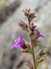 Sairocarpus nuttallianus