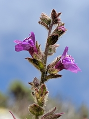 Sairocarpus nuttallianus