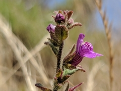 Sairocarpus nuttallianus