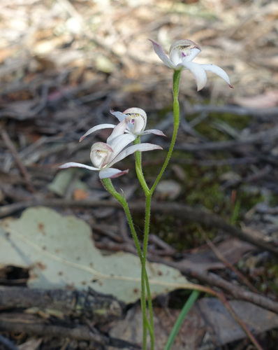 Image of Caladenia praecox by (c) yatesy, some rights reserved (CC BY)