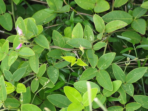Image of Galactia striata by no rights reserved