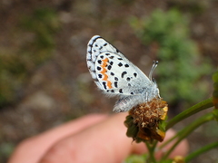 Euphilotes heracleoides