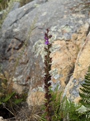 Sairocarpus nuttallianus