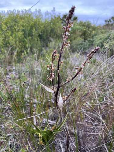 Image of Eulophia micrantha by (c) Charleen Brunke, some rights reserved (CC BY)