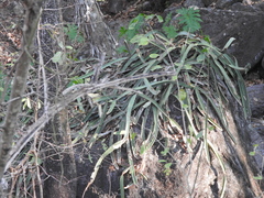 Selenicereus ocamponis