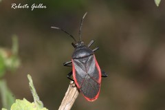 Largus rufipennis