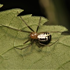 Neriene emphana