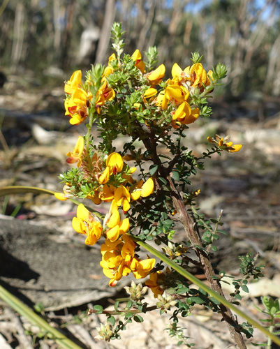 Image of Pultenaea gunnii by (c) yatesy, some rights reserved (CC BY)