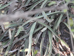 Selenicereus ocamponis