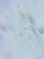 Phanerochaete livescens