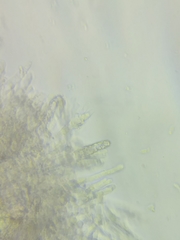 Phanerochaete livescens