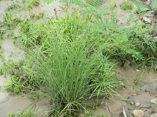 Image of Saccharum spontaneum by no rights reserved