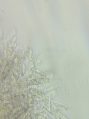 Phanerochaete livescens