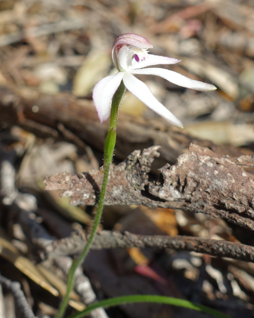 Caladenia praecox