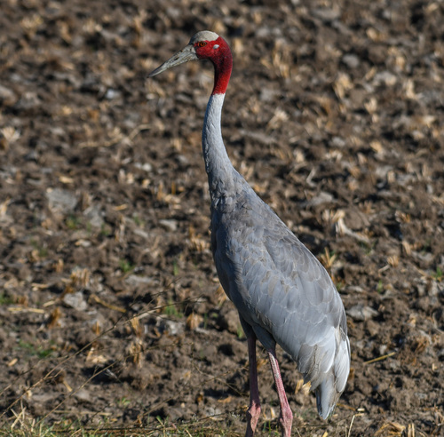 Sarus Crane (Antigone antigone), photo 5