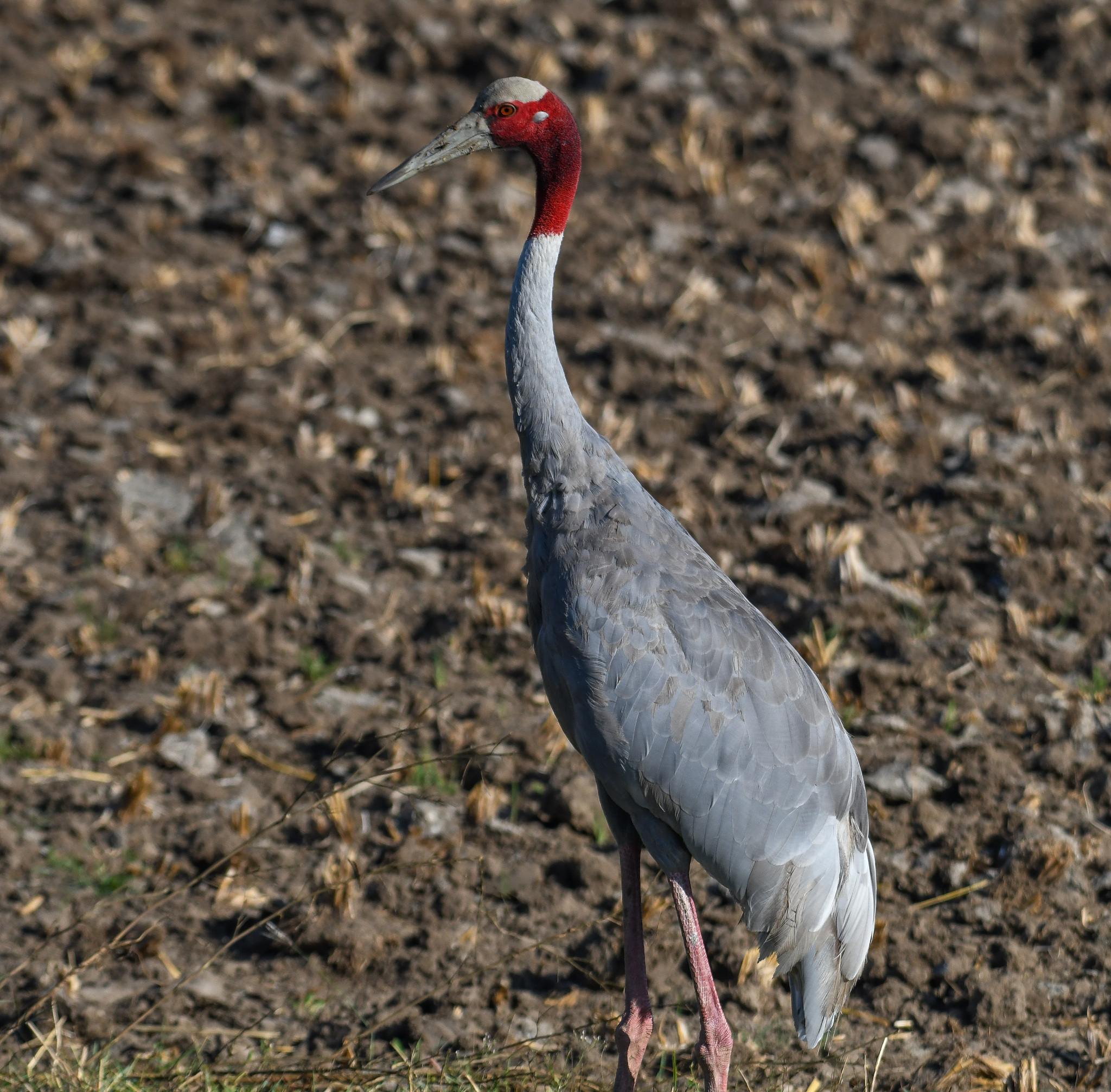 Sarus Crane illustration