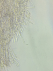 Phanerochaete livescens