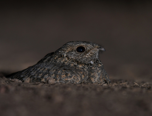 Sykes's Nightjar (Caprimulgus mahrattensis), photo 7