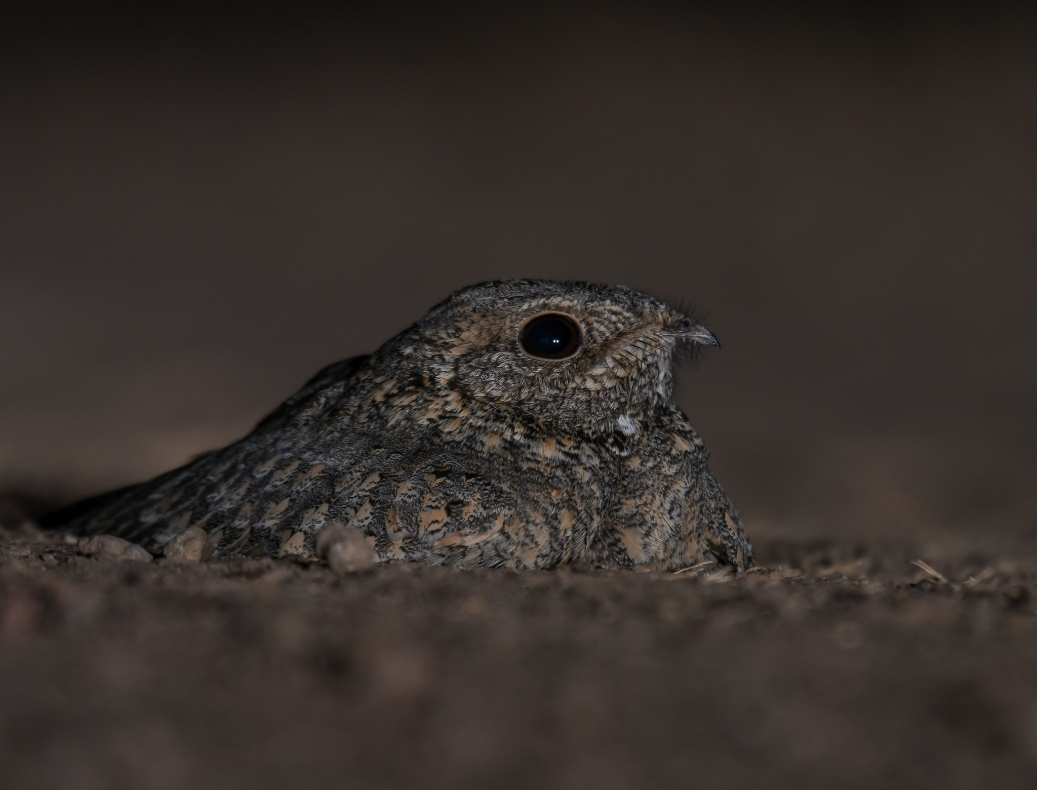 Sykes's Nightjar (Caprimulgus mahrattensis), photo 7