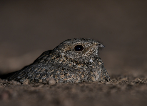 Sykes's Nightjar (Caprimulgus mahrattensis), photo 4
